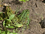 FZ008025 Marsh frogs (Pelophylax ridibundus) on ground.jpg